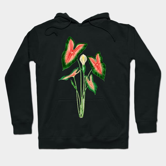 Elephant ear (Caladium bicolor)- Botanical Illustration Hoodie by opptop